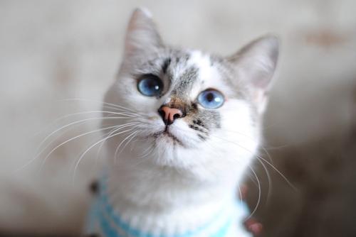 青い瞳の猫