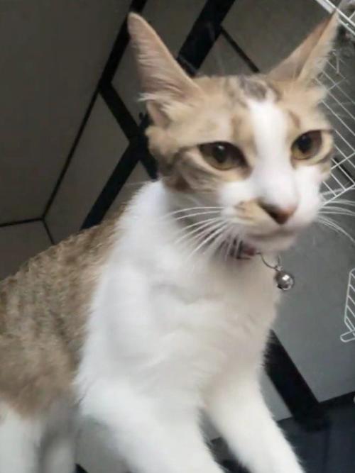 立っている猫