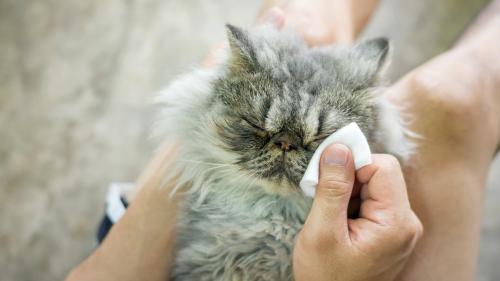 目元を拭かれる猫