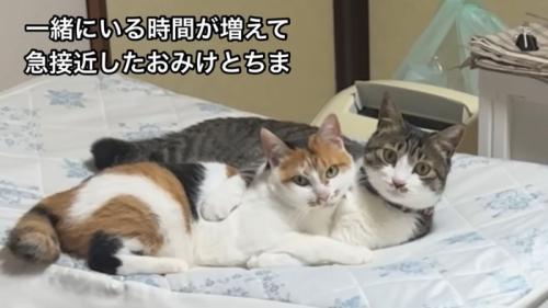 テロップ「ちまが毛繕いを~」