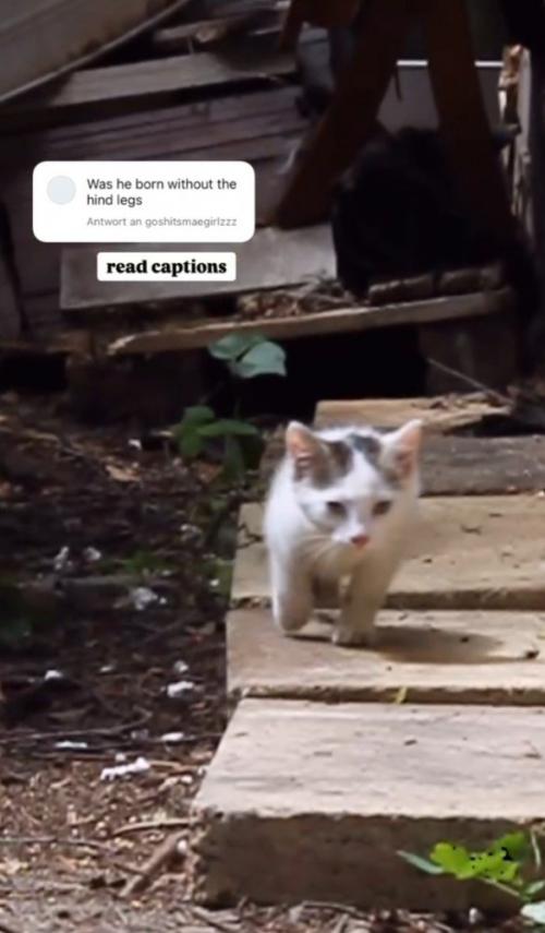 歩く猫1