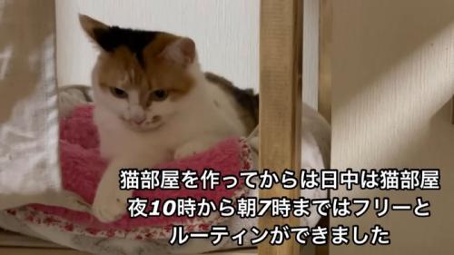 テロップ「猫部屋を作って~」