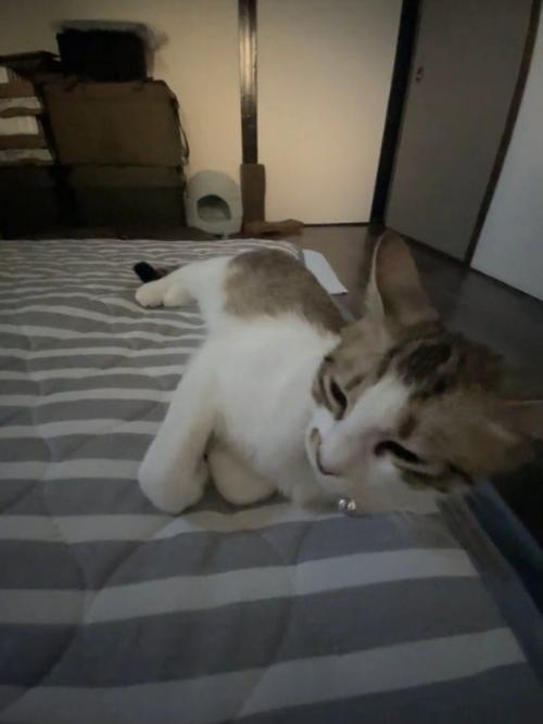 横になる猫