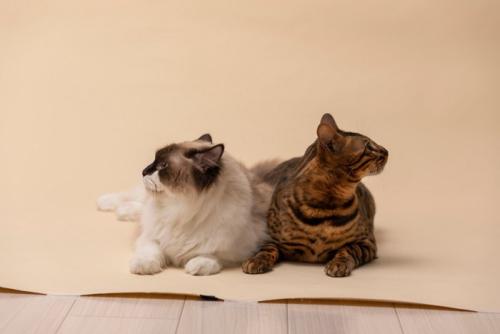 別の方向を向く2匹の猫