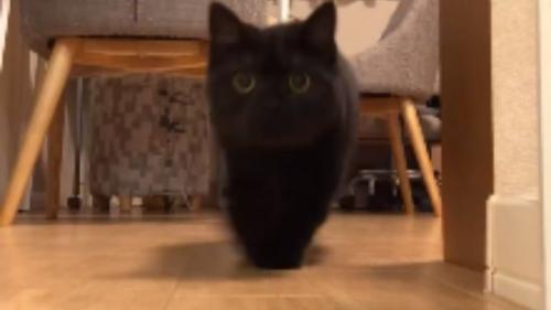 廊下にいる猫