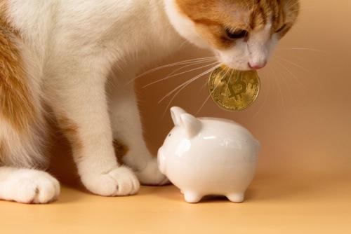 貯金箱にお金を入れる猫