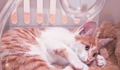 寝転がる子猫