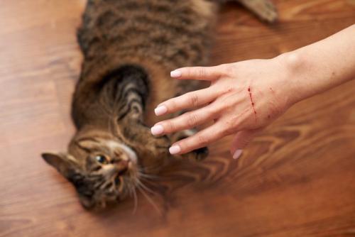 引っ掻く猫