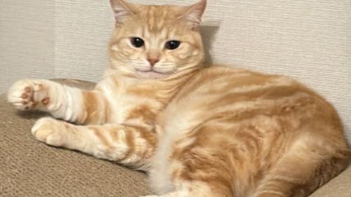 くつろぐ猫