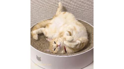 寝転ぶ猫