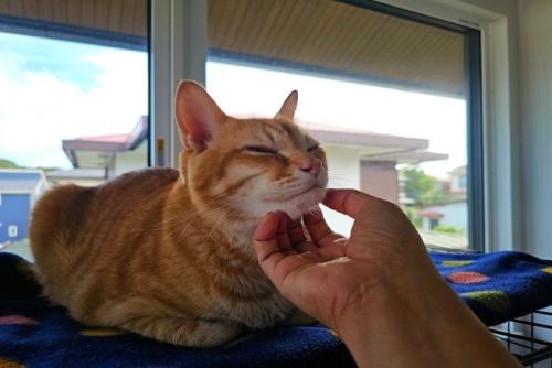 大人しい猫