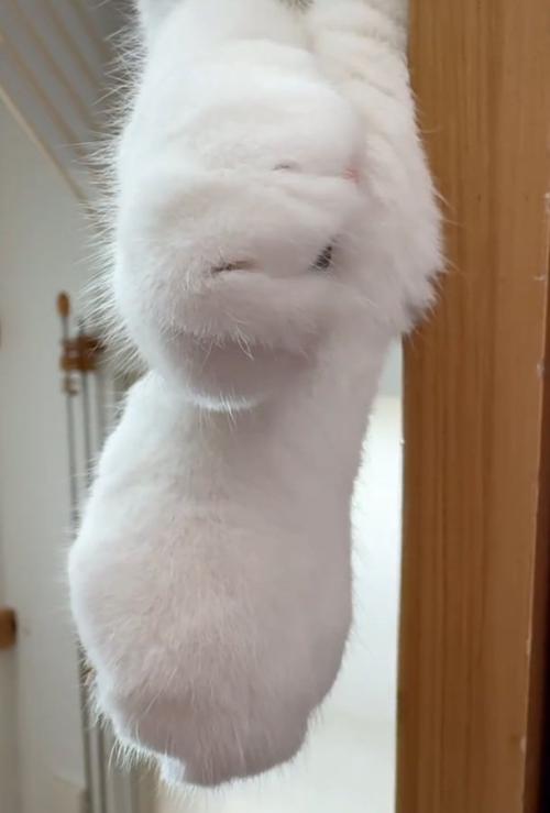 猫の手