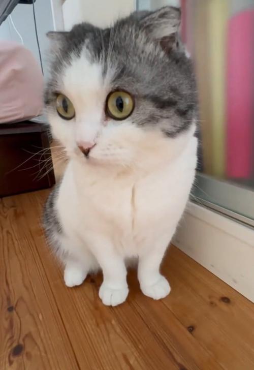 目を見開く猫
