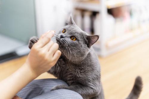 猫におやつをあげる