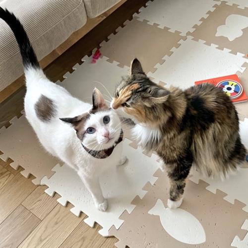2匹の猫