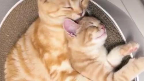 室内にいる猫