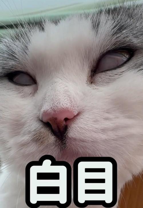 白目で眠る猫