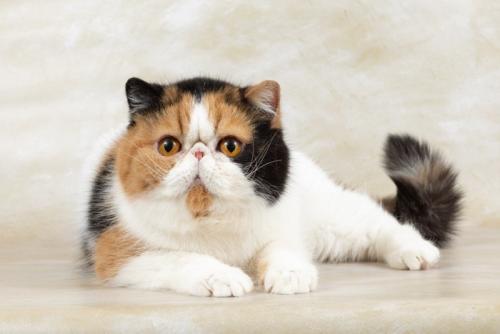 真ん丸な輪郭のエキゾチックショートヘア