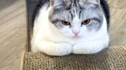 室内にいる猫