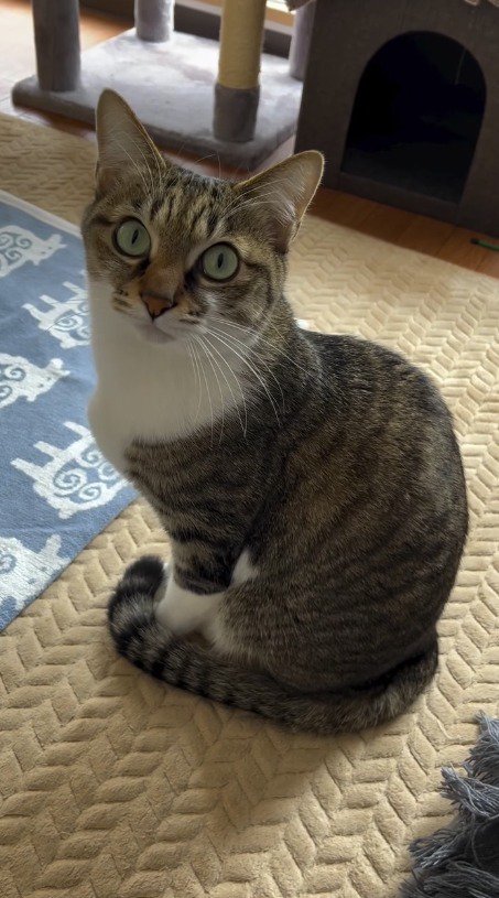 飼い主の顔を見つめる猫