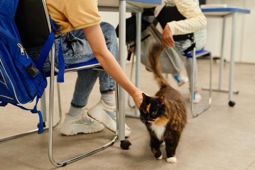 教室を歩き回る猫