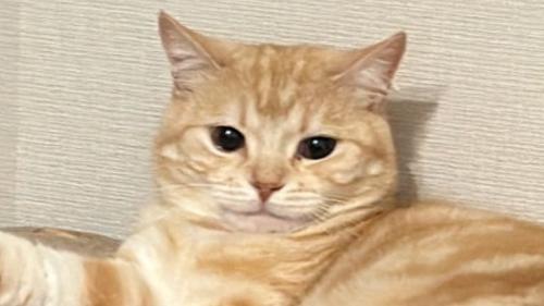 くつろぐ猫