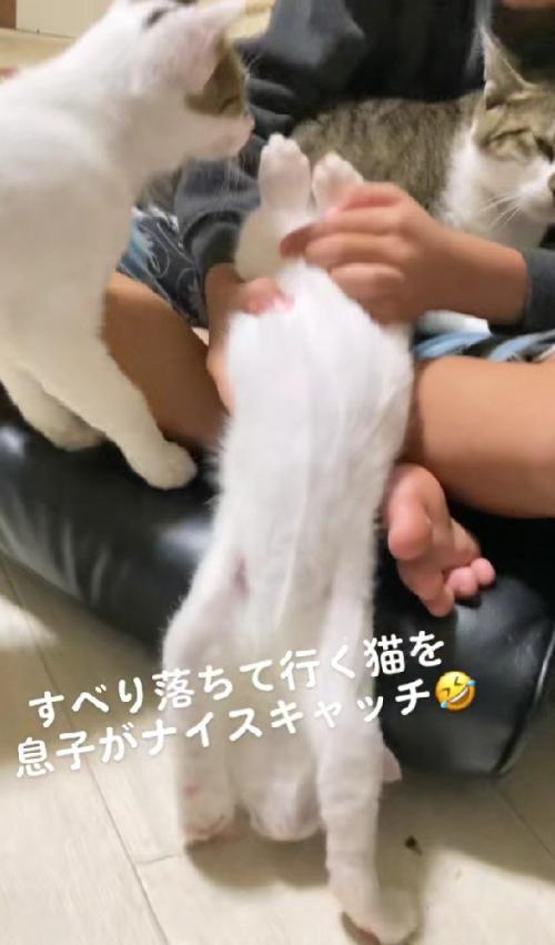 胴体をつかまれた猫