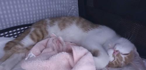 眠る子猫