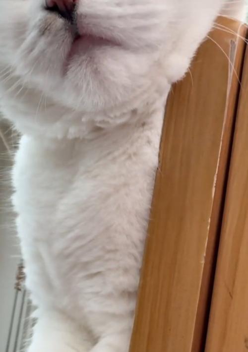 猫の口