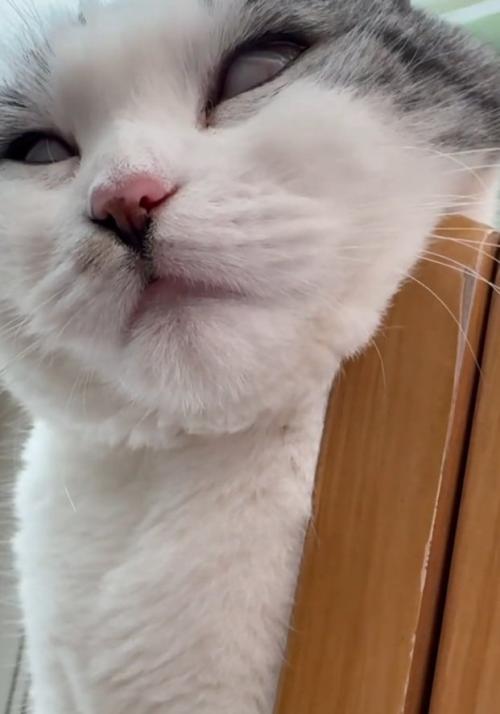 白目の猫