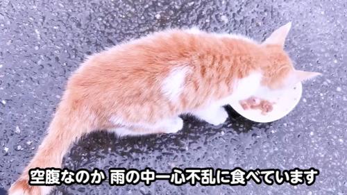 ご飯を食べる子猫