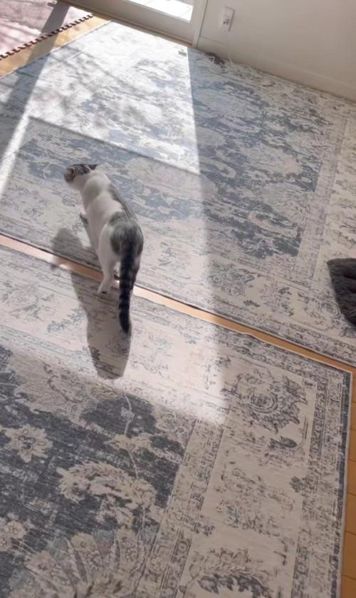 遠ざかる猫