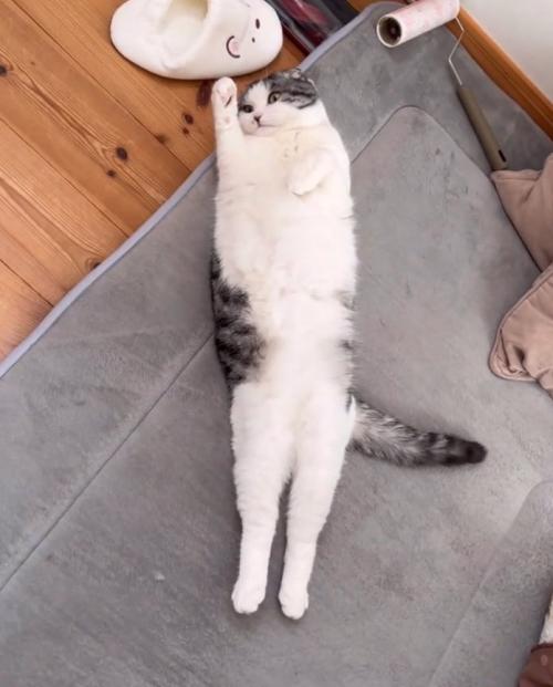 変な寝方の猫