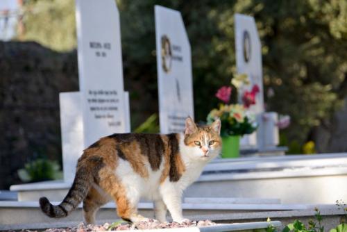 墓地を散歩する猫