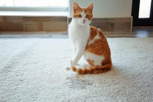 カーペットに粗相した猫