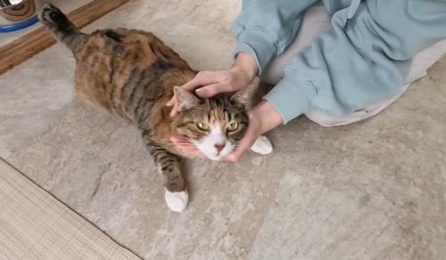 頭を撫でられる猫