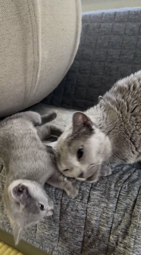 成猫の頭に押されてソファから落ちる子猫