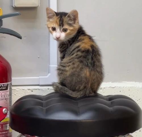 振り向く子猫
