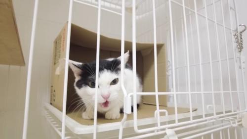 威嚇する猫