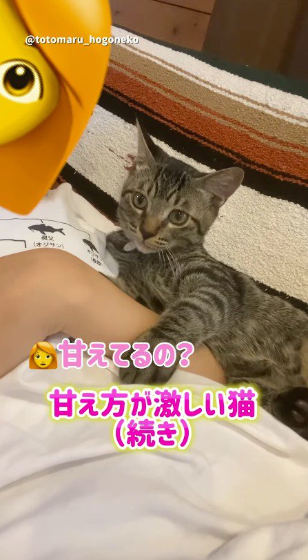 喉を鳴らしながら飼い主の上に乗る猫