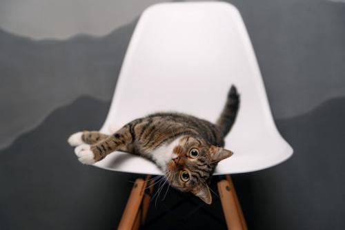 白い椅子にひっくり返る猫