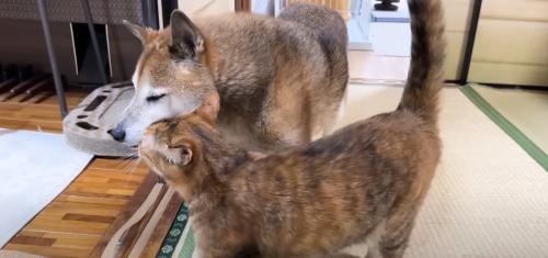 柴犬の顔にスリスリする猫