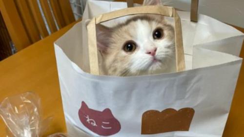 紙袋に入る猫