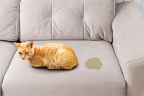 ソファに粗相した猫