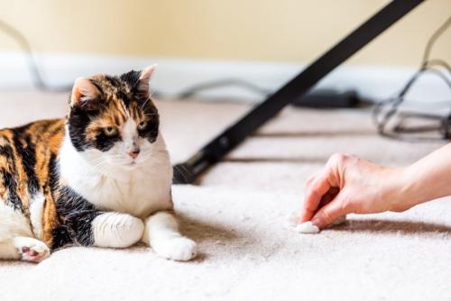 猫の吐いた跡を拭く手