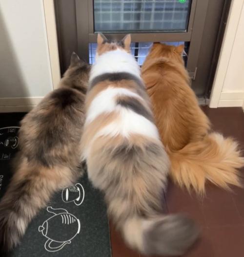 3匹の長毛猫(全身)が並んで外を見ている(中央の猫、尻尾は右に)