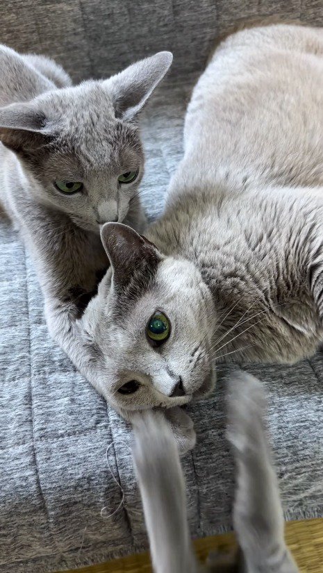 ソファの上にいる成猫に前足を伸ばす子猫