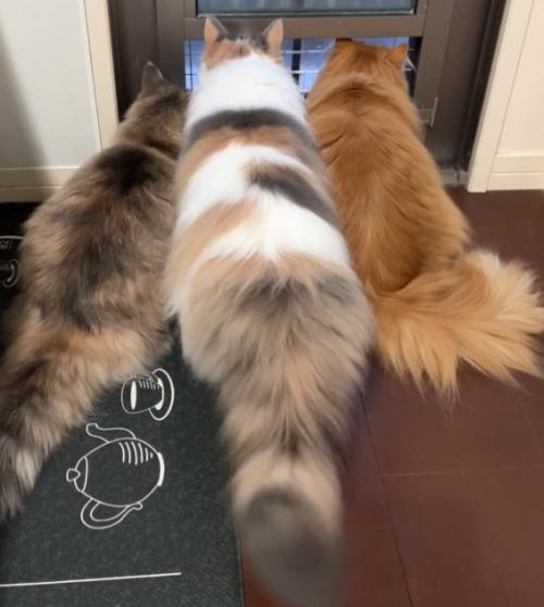3匹の長毛猫(全身)が並んで外を見ている(中央の猫、尻尾が垂直)