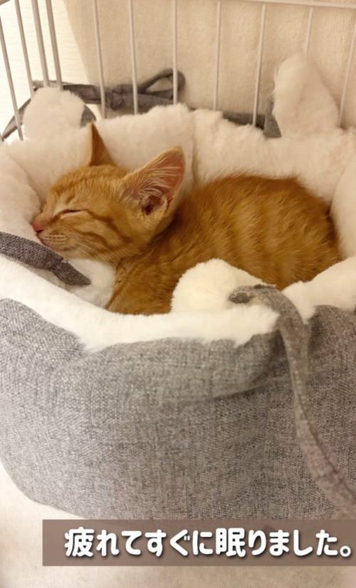 眠る子猫