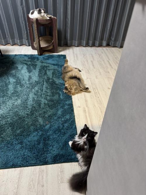 3匹の猫